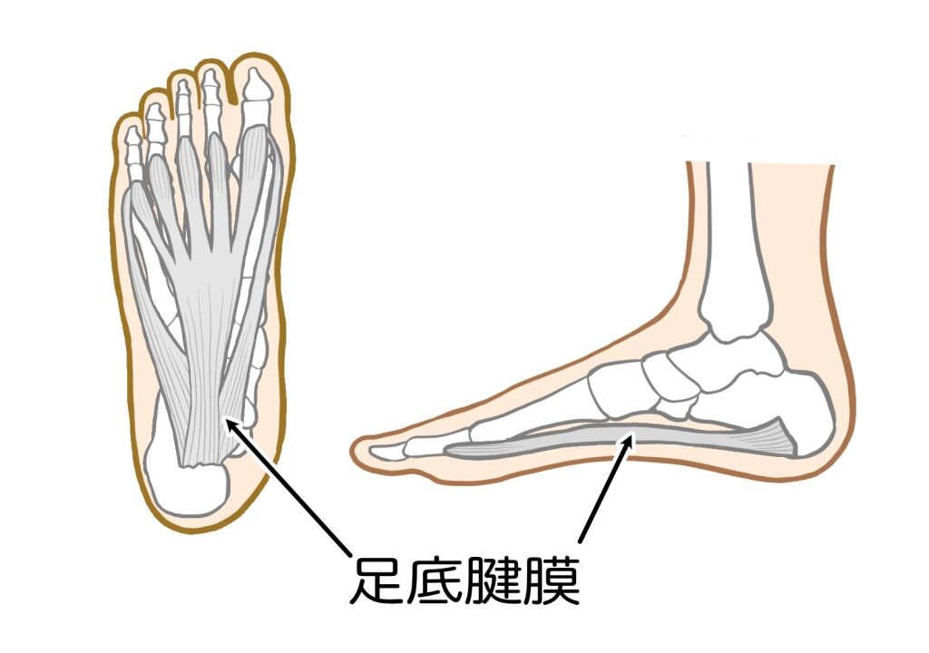 足底腱膜の図